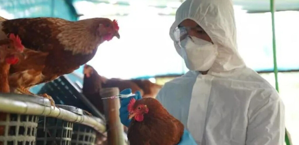 Έκτακτο: Πρώτος θάνατος ανθρώπου εξαιτίας της γρίπης των πτηνών H5N2 – Τεράστια ανησυχία
