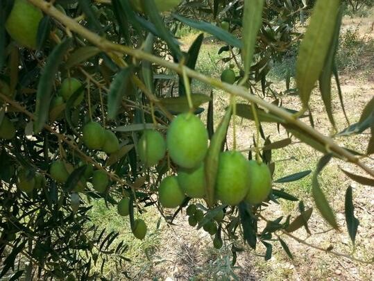 Ένα κείμενο που πρέπει να διαβάσουν όλοι οι ελαιοκαλλιεργητές στην Ελλάδα και θα τους αλλάξει τη ζωή