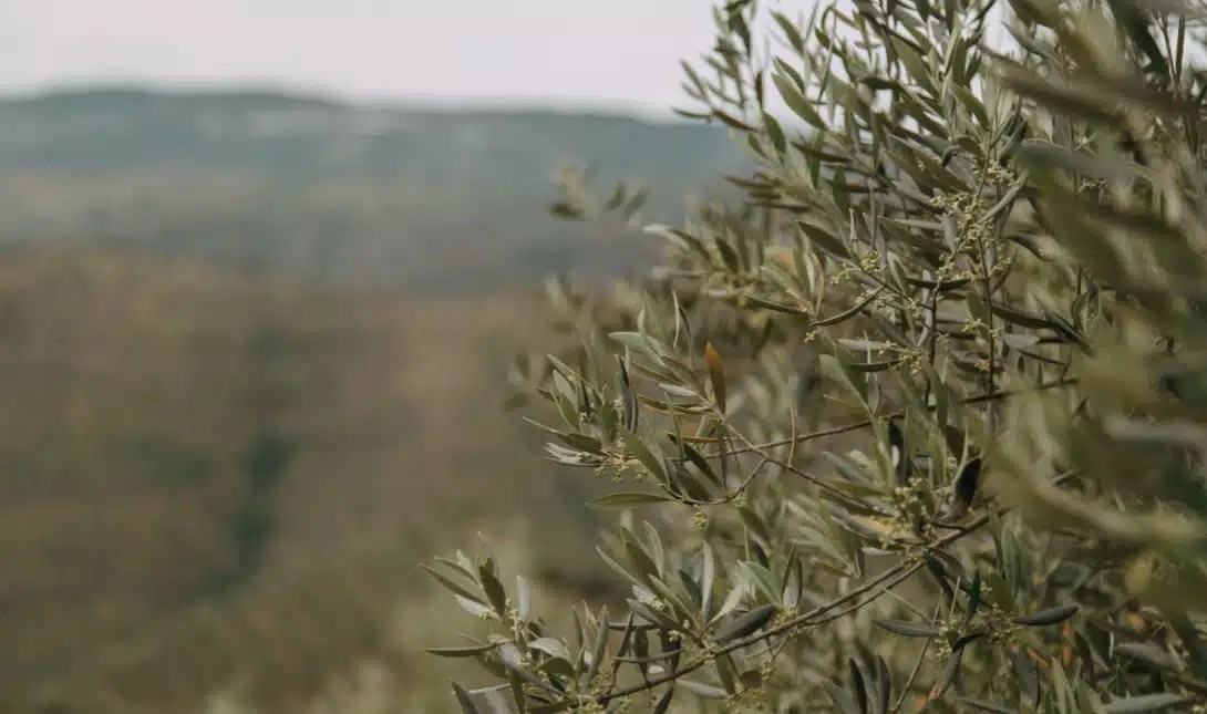 Νέο φιάσκο με τον ΟΠΕΚΕΠΕ: Ζητά απολυτήριο Λυκείου για ενίσχυση των νέων γεωργών