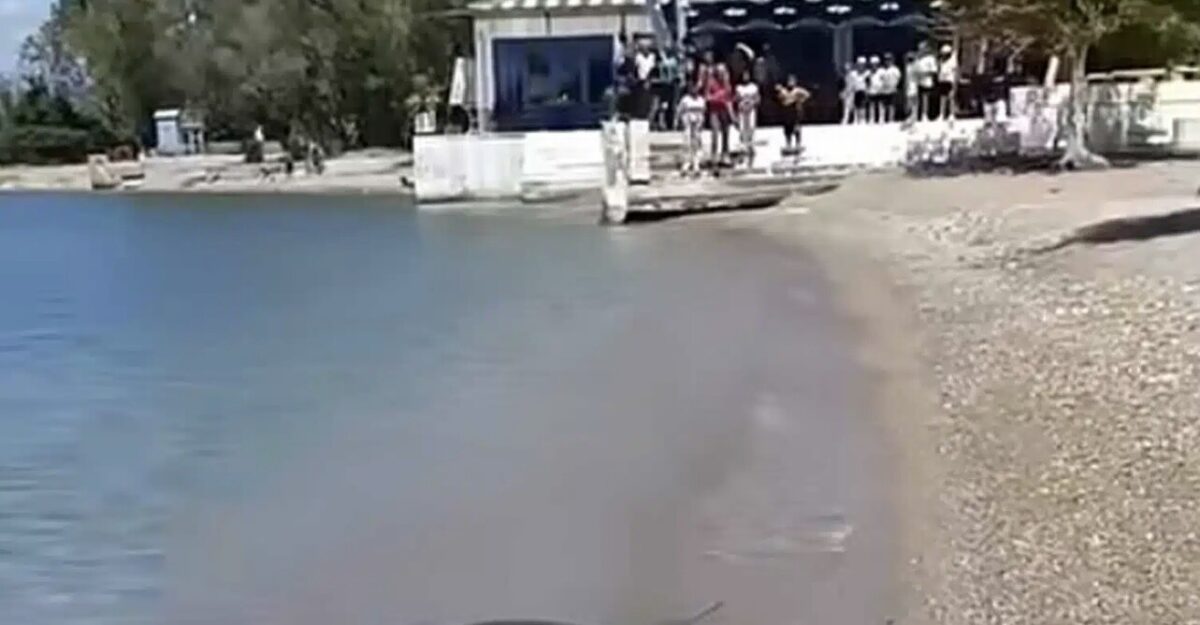 Tpόμος σε ελληνική παραλία – Φίδι κολυμπάει ανενόχλητο στην παραλία, οι λουόμενοι πετάχτηκαν έξω