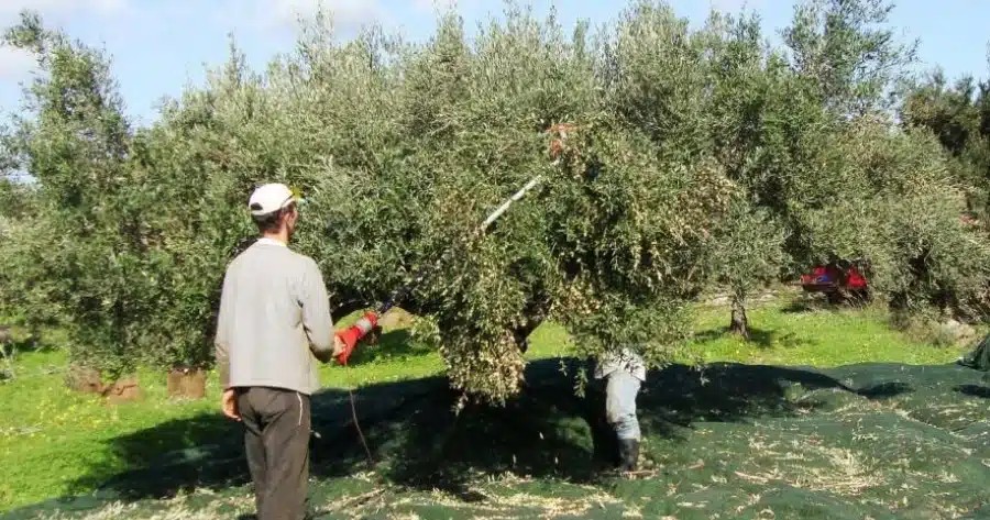 Μάζεμα ελιών: Η πανέξυπνη πατέντα αγρότη που κάνει το μάζεμα της ελιάς παιχνιδάκι