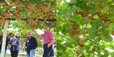 Καλλιεργήστε το και θα γίνετε… πλούσιοι: Το ελληνικό φρούτο που το ζητά όλος ο πλανήτης, σπάει κάθε ρεκόρ εξαγωγών