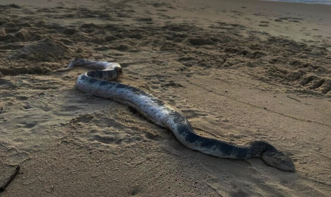 Αν φοβάστε τα φίδια κι έχετε σκοπό να πάτε για μπανάκι… ακυρώστε το: Πανικός σε παραλία, κολυμπούσε τεράστιο φίδι