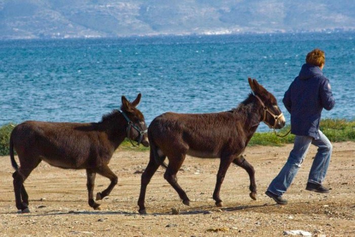 Λίγα χλμ από την Αθήνα βρίσκεται η Γαιδουροχώρα. Το μοναδικό κέντρο για το γαιδουράκι στην Ελλάδα