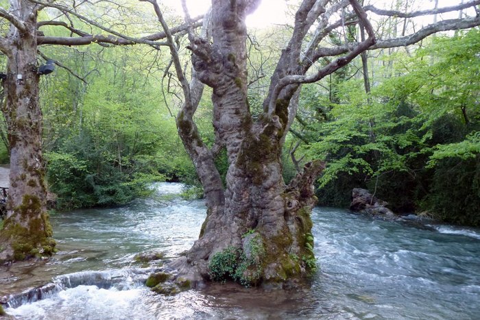 Στην Ελλάδα το παραδεισένιο άλσος με τα υπεραιωνόβια πλατάνια που κέρδισε το πρώτο πανευρωπαϊκό βραβείο. Μαγεύει με την ομορφιά του