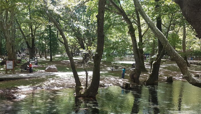 Στην Ελλάδα το παραδεισένιο άλσος με τα υπεραιωνόβια πλατάνια που κέρδισε το πρώτο πανευρωπαϊκό βραβείο. Μαγεύει με την ομορφιά του