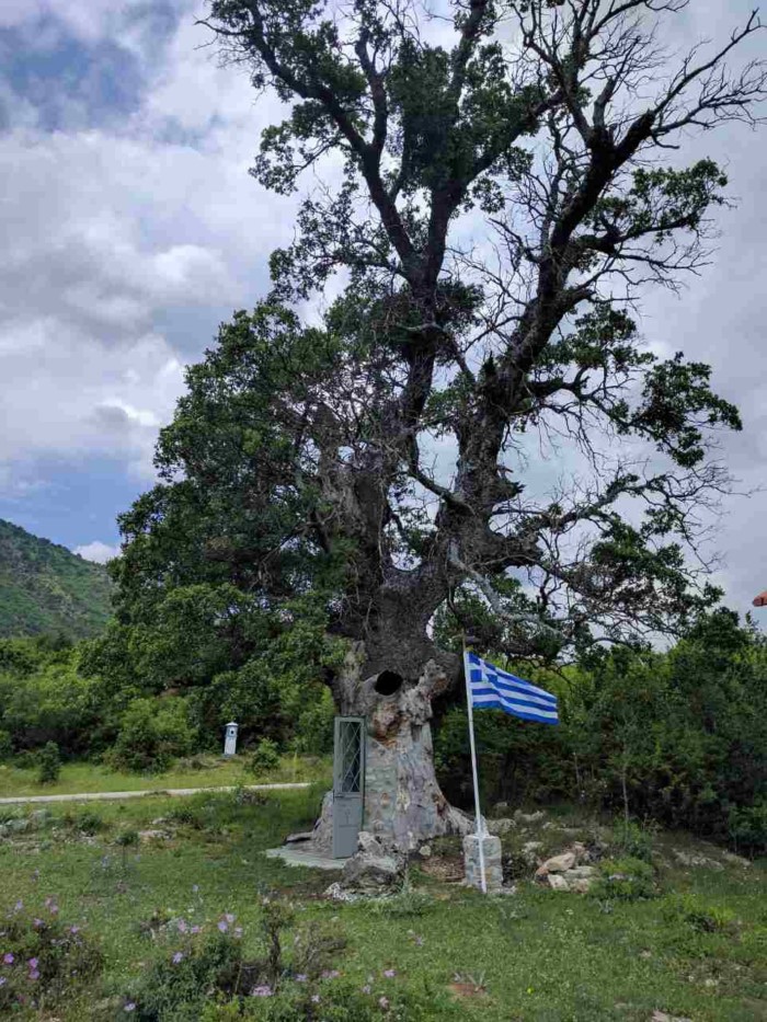 Το εκκλησάκι στην Κόνιτσα που χτίστηκε μέσα σε δέντρο 300 ετών!