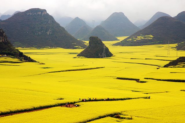 Canola Flower Fields, China