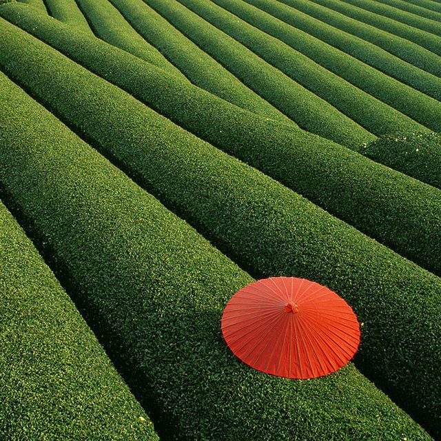 Fields of Tea, China