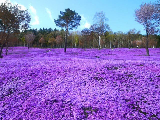 Shibazakura Flowers, Takinoue Park, Japan