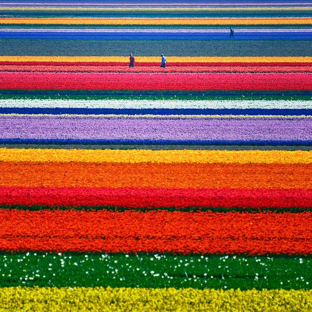 Tulip Fields in Netherlands