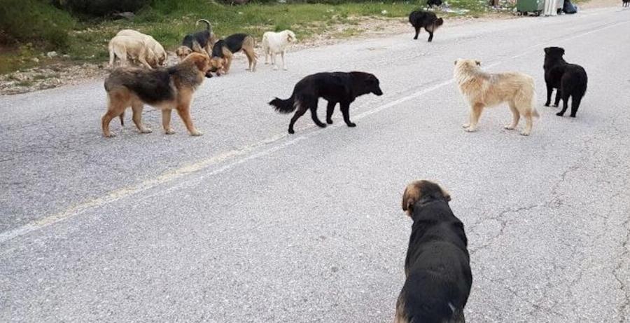 Πως να αντιδράσετε αν δεχθείτε επiθεση από αγέλn σκύλων